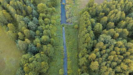 Flowing river in green forest from above