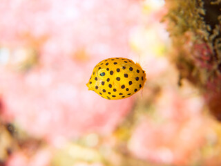 可愛いミナミハコフグ（ハコフグ科）の幼魚。
英名、学名：juvenileYellow...