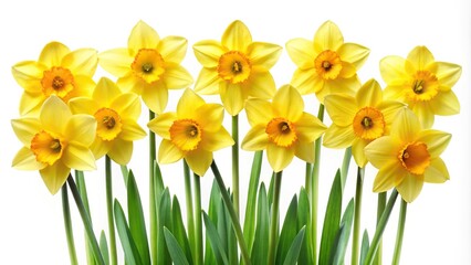 Obraz premium Bright daffodils isolated on white backdrop