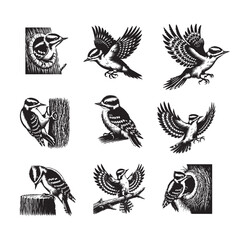 Fototapeta premium Collection of Downy woodpecker silhouette Design - woodpecker Bird Vector illustration in black and white 