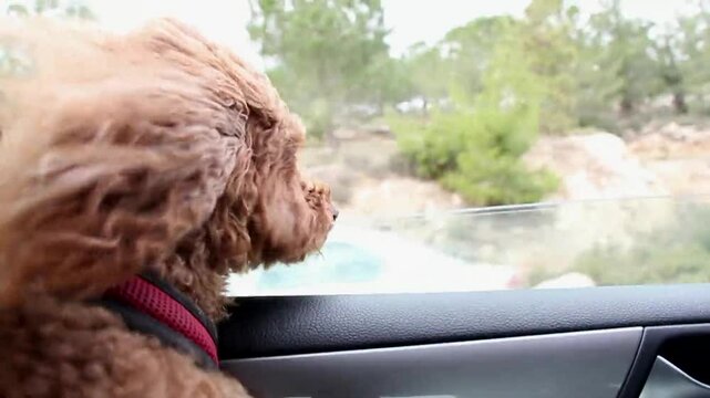 Side view of Cockapoo dog gazing out through car window during road trip. The wind ruffles its fur as it enjoys passing scenery, creating heartwarming scene of adventure and companionship