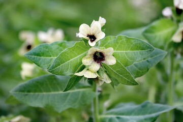 Hyoscyamus niger known as black henbane or stinking nightshade, poisonous plant.