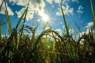 Sunlit Harvest: A Close-Up of Nature's Bounty
