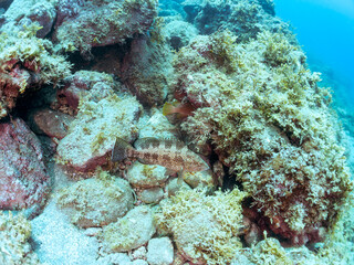 美しく大きなオオモンハタ（ハタ科）。
英名、学名：Areolate Grouper (Epinephelus areolatus)
静岡県伊豆半島賀茂郡南伊豆町中木ヒリゾ浜-2024年
