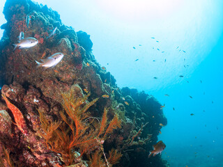 ウミカラマツ（ソフトコーラル）が生えるドロップオフに集まる、キンギョハナダイ（ハナダイ亜科）、キホシスズメダイ（スズメダイ科）、タカサゴ（タカサゴ科）他の群れ。
英名、学名：Sea Goldie (Pseudanthias squamipinnis)
Northern yellow-spotted chromis, Chromis yamakawai

ヒリゾ浜-2024