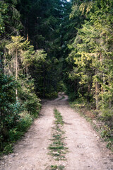 Forest dirt path. Forest and nature with empty road