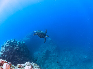 ゆったり泳ぐ美しく大きなアオウミガメ（ウミガメ科）。
英名、学名：green sea turtle (Chelonia mydas)
静岡県伊豆半島賀茂郡南伊豆町中木ヒリゾ浜-2024年
