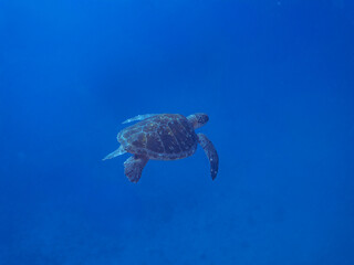 Obraz premium ゆったり泳ぐ美しく大きなアオウミガメ（ウミガメ科）。 英名、学名：green sea turtle (Chelonia mydas) 静岡県伊豆半島賀茂郡南伊豆町中木ヒリゾ浜-2024年 