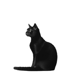 Mysterious Black Cat Silhouette with Glowing Eyes - Realistic Illustration for Halloween - Made with Generative AI
