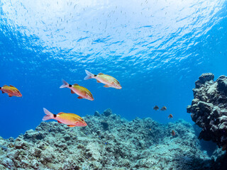 美しいホウライヒメジ（ヒメジ科）、キビナゴ（ニシン科）の他群れ。
英名、学名：Whitesaddle goatfish (Parupeneus ciliatus)
Silver-Stripe Round Herrings (Spratelloides gracilis)
静岡県伊豆半島賀茂郡南伊豆町中木ヒリゾ浜-2024年
