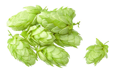 Hop cones isolated on white background. Beer brewing ingredients. Beer brewery concept. clipping path