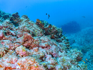日本固有種の可愛いレンテンヤッコ（キンチャクダイ科）の幼魚、ツノダシ（ツノダシ科）、キンギョハナダイ（ハナダイ亜科）、キホシスズメダイ（スズメダイ科）他の群れ
英名、学名：Japanese angelfish (Centropyge interruptus)
Moorish Idol, Zanclus cornutus
Sea Goldie, Pseudanthias squamipinnis
