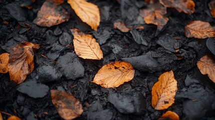 The ground is covered in a mix of black and brown leaves