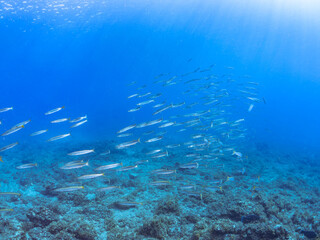迫力あるタイワンカマス（カマス科）他の群れ。
英名、学名：Yellowtail barracuda (Sphyraena obtusata) 
静岡県伊豆半島賀茂郡南伊豆町中木ヒリゾ浜-2024年
