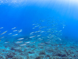迫力あるタイワンカマス（カマス科）他の群れ。
英名、学名：Yellowtail barracuda (Sphyraena obtusata) 
静岡県伊豆半島賀茂郡南伊豆町中木ヒリゾ浜-2024年

