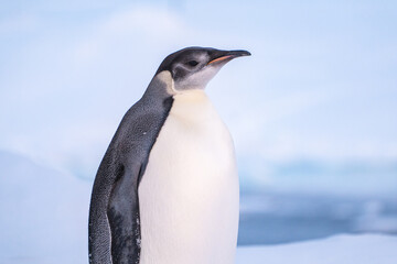 Emperor Penguin in Antarctica. South Pole