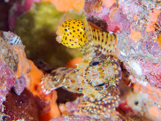可愛いミナミハコフグ（ハコフグ科）の幼魚、カサゴ（フサカサゴ科）。
英名、学名：juvenileYellow Boxfish, Ostracion cubicus

静岡県伊豆半島南伊豆町中木ヒリゾ浜-2024年
