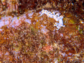 美しいサキシマミノウミウシ（ケラマミノウミウシ科）。
英名、学名：Sakishima Sea Slug (Flabellina macassarana)
静岡県伊豆半島賀茂郡南伊豆町中木ヒリゾ浜-2024年
