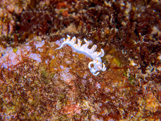 美しいサキシマミノウミウシ（ケラマミノウミウシ科）。
英名、学名：Sakishima Sea Slug (Flabellina macassarana)
静岡県伊豆半島賀茂郡南伊豆町中木ヒリゾ浜-2024年
