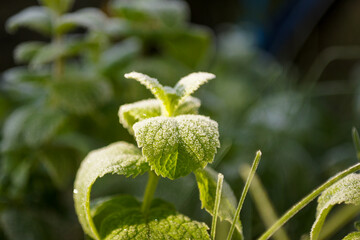 green plants in the garden in autumn and early winter