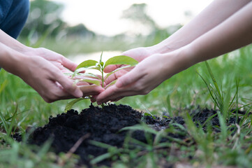 Couple planting and watering plants together, symbol of spring, ecology, volunteers, people and...
