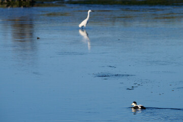 Common eider, Somateria mollissima