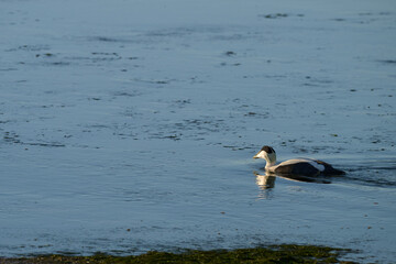 Common eider, Somateria mollissima