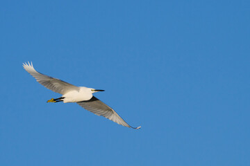 Fototapeta premium Little Egret, Egretta garzetta