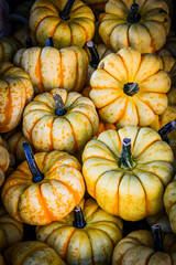 Kürbis, Flame, Cucurbita Pepo, Speisekürbis, Mikrowellenkürbis, Kürbisrezept, Gemüseküche, Herbstmarkt, Kürbisernte, Herbstfest, Herbst, Schweiz