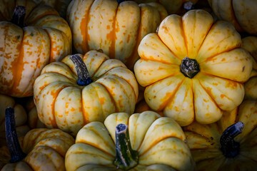 Kürbis, Flame, Cucurbita Pepo, Speisekürbis, Kürbisrezept, Gemüseküche, Herbstmarkt, Kürbisernte, Herbstfest, Herbst, Schweiz