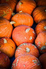 Kürbis, Red Lamp, Cucurbita maxima, Speisekürbis, Hokkaido, Kürbisernte, Kürbismarkt, Kürbisfest, Kürbisrezepte, Herbstmarkt, Herbstfest, Herbst, Schweiz