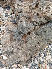 Portrait of coral rocks on the beach