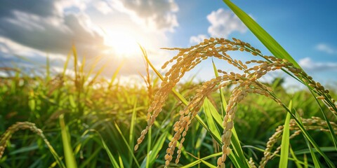 A bountiful rice harvest in the fields under a clear blue sky, showcasing the beauty of autumn and the rewards of agricultural labor. This image captures the essence of abundance and seasonal change.