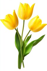 Fototapeta premium Bouquet of yellow tulips spring flowers in PNG isolated on transparent background