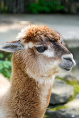 Portrait of an alpaca. Animal close-up.
