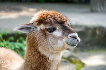 Portrait of an alpaca. Animal close-up.
