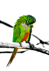 Portrait of a grey-breasted parakeet. Bird with colorful plumage close-up. Pyrrhura griseipectus.
