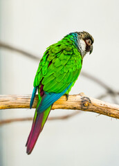 Portrait of a grey-breasted parakeet. Bird with colorful plumage close-up. Pyrrhura griseipectus.
