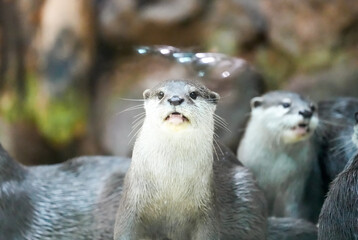 Portrait of an otter. Aonyx cinereus. Small-clawed otter. Animal in close-up.
