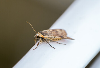 Moth with brown yellow wings. Insect close-up.
