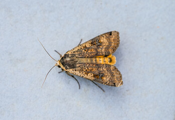 Moth with brown yellow wings. Insect close-up.
