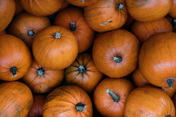 Halloween pumpkins or jack o lantern.