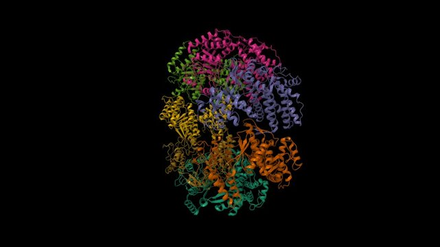 Human mitochondrial chaperonin mHsp60. Animated 3D cartoon and molecular surface models, PDB 7l7s, chain id color scheme, black background
