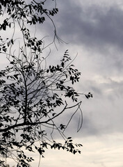 A tree running out of leaves is silhouetted against a cloudy sky
