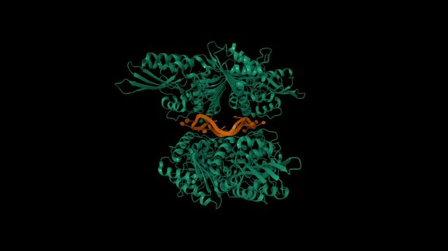 APOBEC3F catalytic domain complex with a single-stranded DNA. Animated 3D cartoon and molecular surface models, PDB 5w2m, black background
