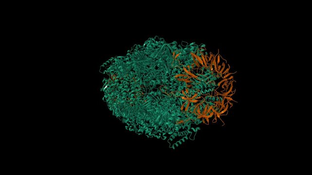 Crystal structure of the human mitochondrial chaperonin symmetrical 'football' complex. Animated 3D cartoon and molecular surface models, PDB 4pj1, black background