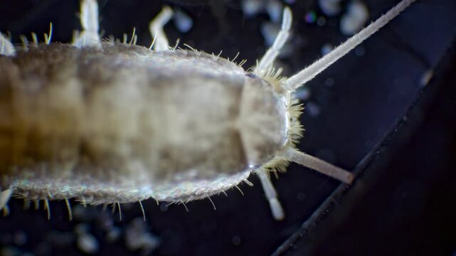 A silverfish insect captured under a microscope in slow motion, showing its detailed body structure, long antennae, and three bristles at the tail end.