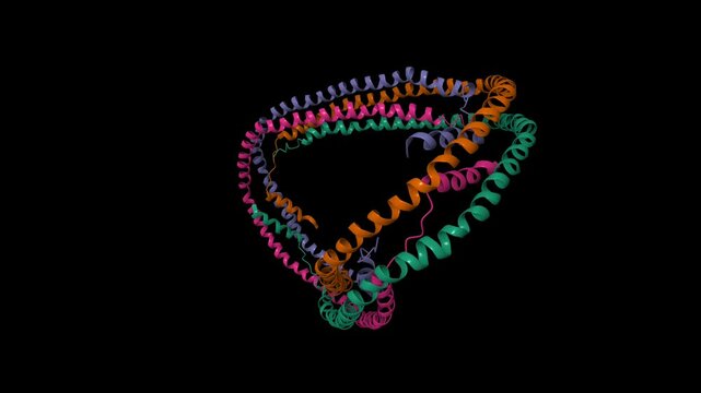Crystal structure of truncated human apolipoprotein A-I. Animated 3D cartoon and molecular surface models, PDB 1av1, black background