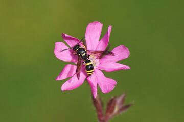 Potter wasp Ancistrocerus, subfamily Eumeninae, family Vespidae. On a flower of red campion, red catchfly (Silene dioica), pink family, carnation family (Caryophyllaceae). Dutch garden, July