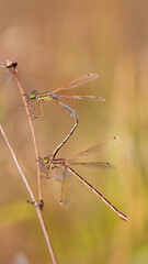 Lestes barbarus - Southern emerald damselfly